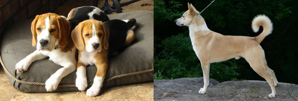 Canaan Dog vs Beagle - Breed Comparison