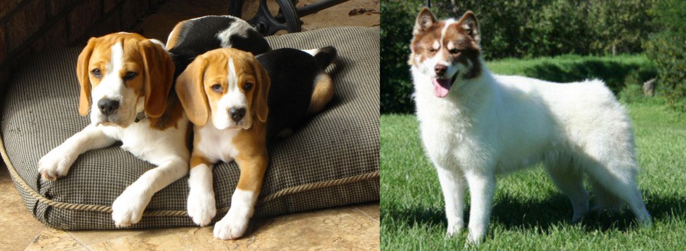 Canadian Eskimo Dog vs Beagle - Breed Comparison