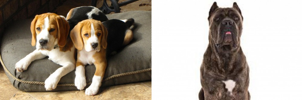Cane Corso vs Beagle - Breed Comparison