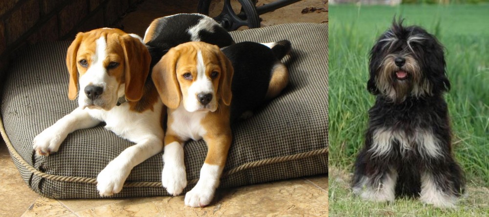 Cao da Serra de Aires vs Beagle - Breed Comparison