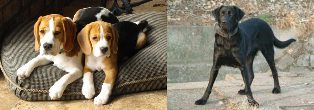 Cao de Castro Laboreiro vs Beagle - Breed Comparison