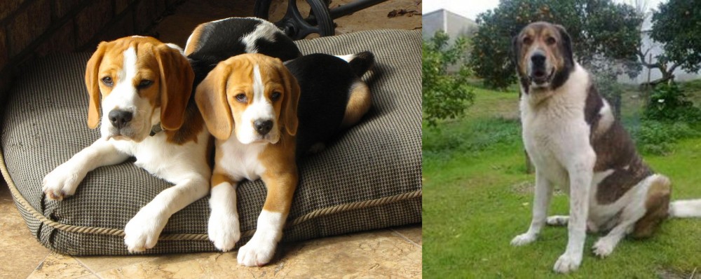 Cao de Gado Transmontano vs Beagle - Breed Comparison
