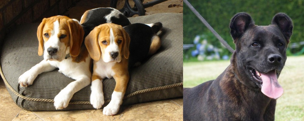 Cao Fila de Sao Miguel vs Beagle - Breed Comparison