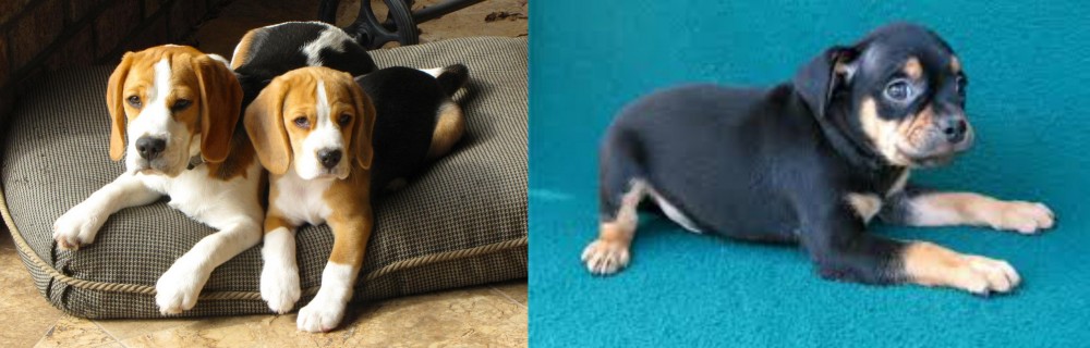 Carlin Pinscher vs Beagle - Breed Comparison