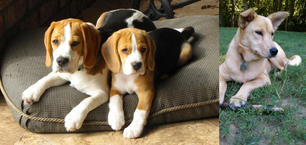 Carolina Dog vs Beagle - Breed Comparison