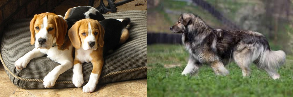 Carpatin vs Beagle - Breed Comparison