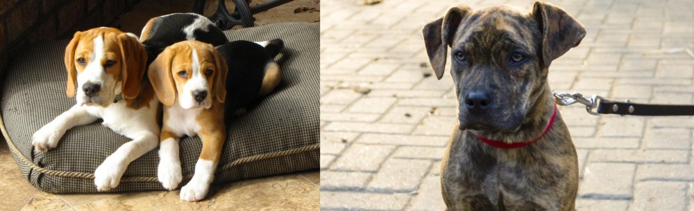 Catahoula Bulldog vs Beagle - Breed Comparison