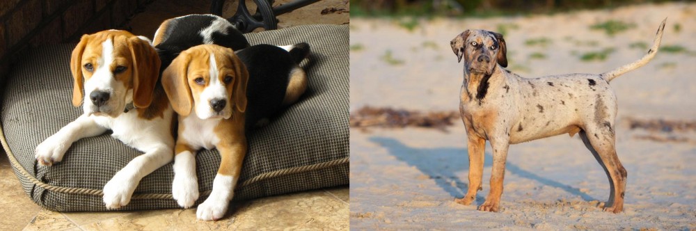 Catahoula Cur vs Beagle - Breed Comparison