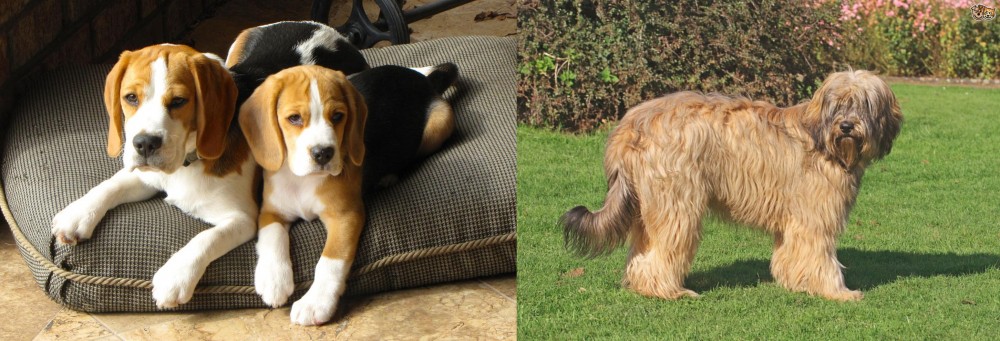 Catalan Sheepdog vs Beagle - Breed Comparison