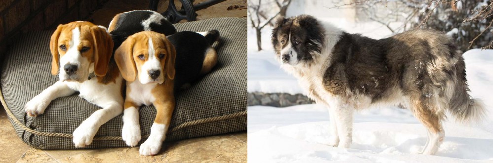 Caucasian Shepherd vs Beagle - Breed Comparison