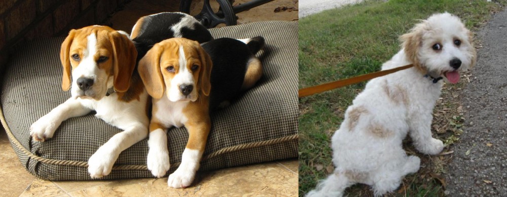 Cavachon vs Beagle - Breed Comparison