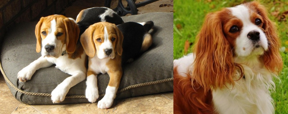 Cavalier King Charles Spaniel vs Beagle - Breed Comparison