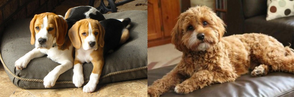 Cavapoo vs Beagle - Breed Comparison