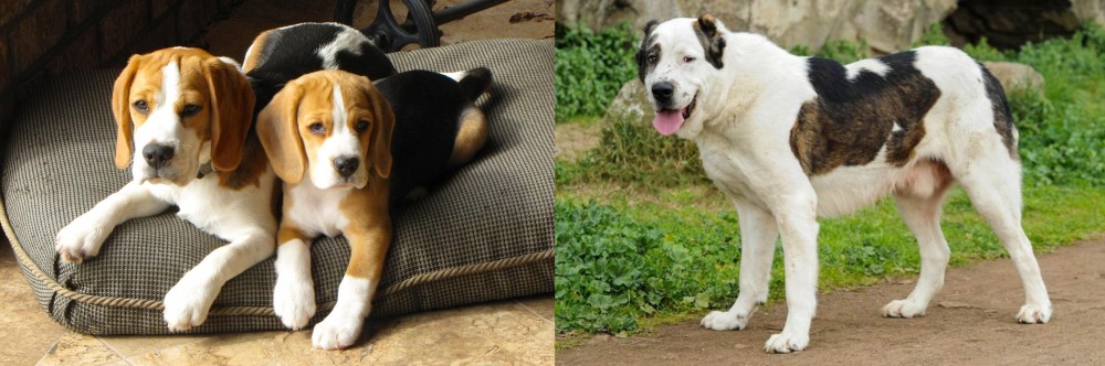 Central Asian Shepherd vs Beagle - Breed Comparison