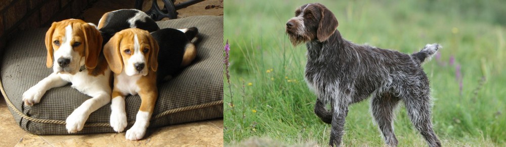 Cesky Fousek vs Beagle - Breed Comparison