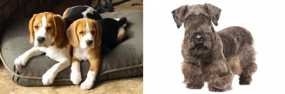 Cesky Terrier vs Beagle - Breed Comparison