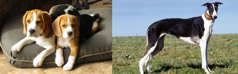 Chart Polski vs Beagle - Breed Comparison