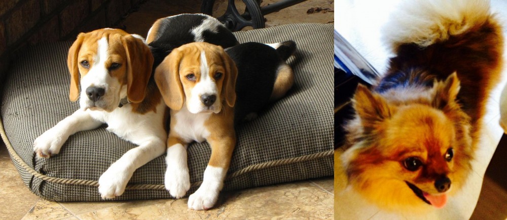 Chiapom vs Beagle - Breed Comparison