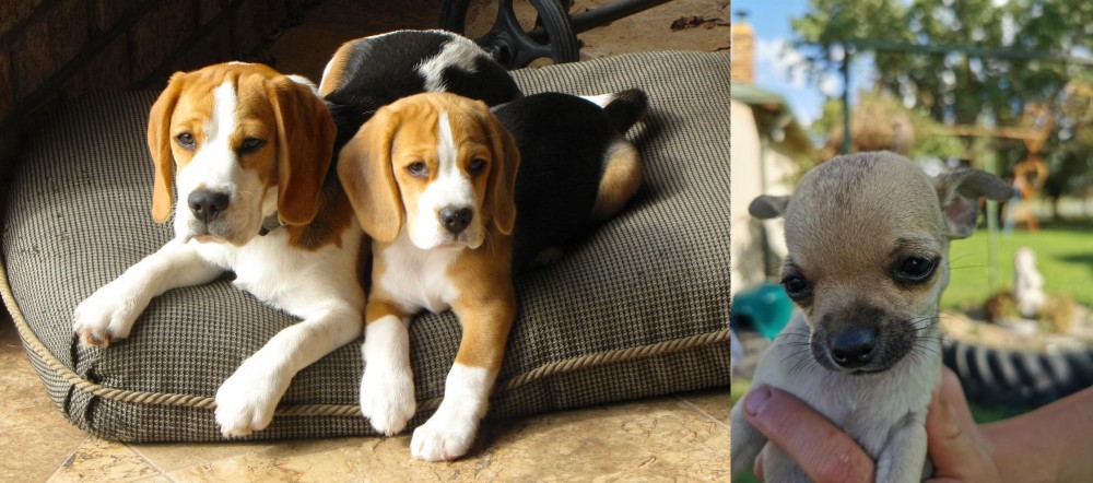Chihuahua vs Beagle - Breed Comparison