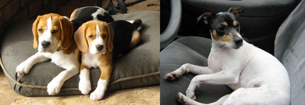 Chilean Fox Terrier vs Beagle - Breed Comparison