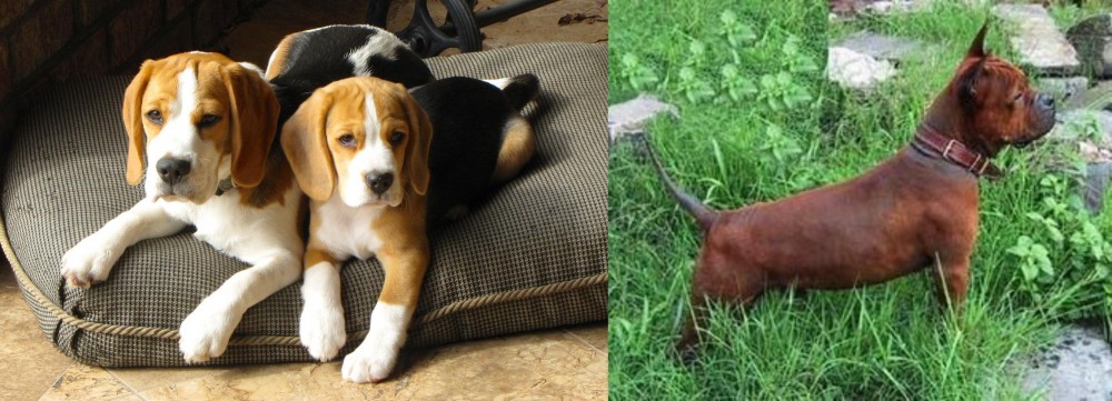 Chinese Chongqing Dog vs Beagle - Breed Comparison