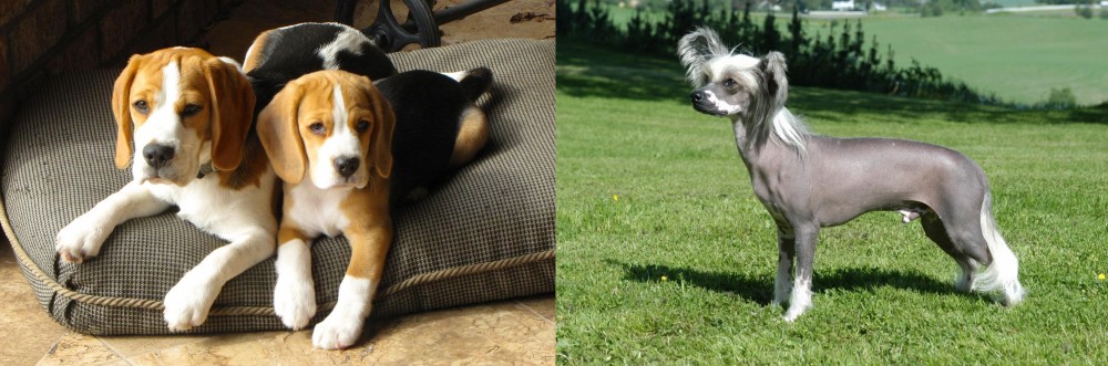 Chinese Crested Dog vs Beagle - Breed Comparison