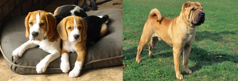 Chinese Shar Pei vs Beagle - Breed Comparison