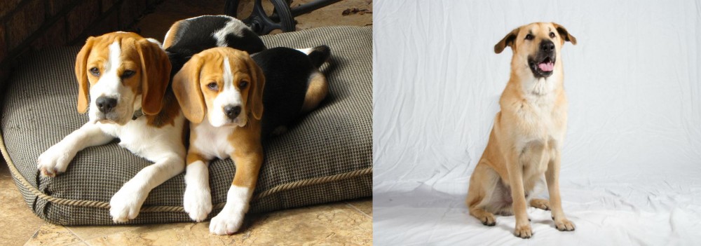 Chinook vs Beagle - Breed Comparison