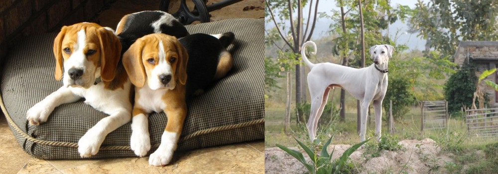 Chippiparai vs Beagle - Breed Comparison