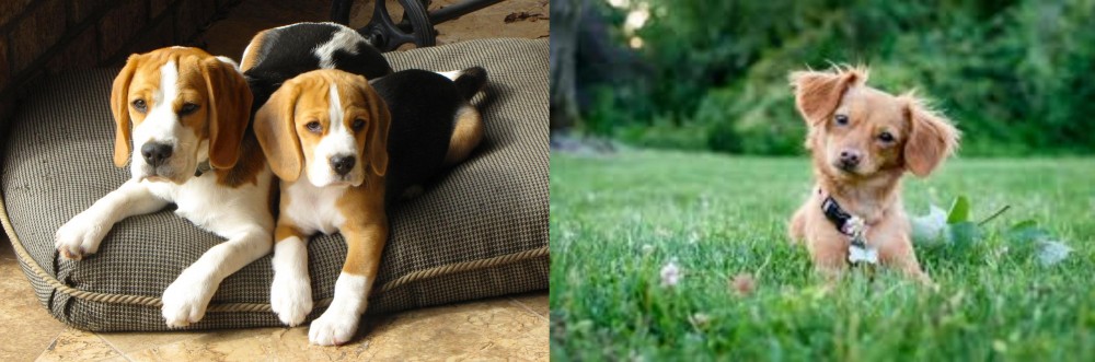 Chiweenie vs Beagle - Breed Comparison