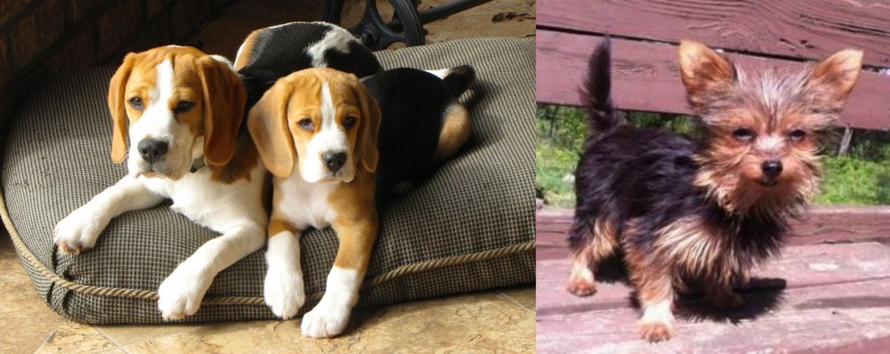 Chorkie vs Beagle - Breed Comparison