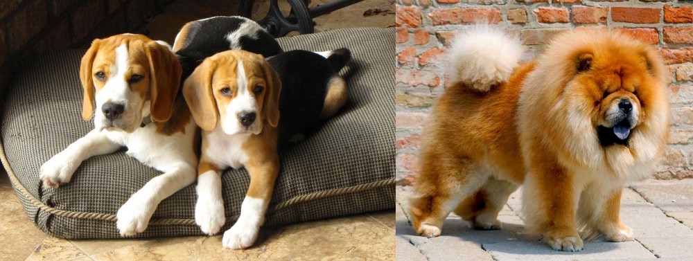 Chow Chow vs Beagle - Breed Comparison