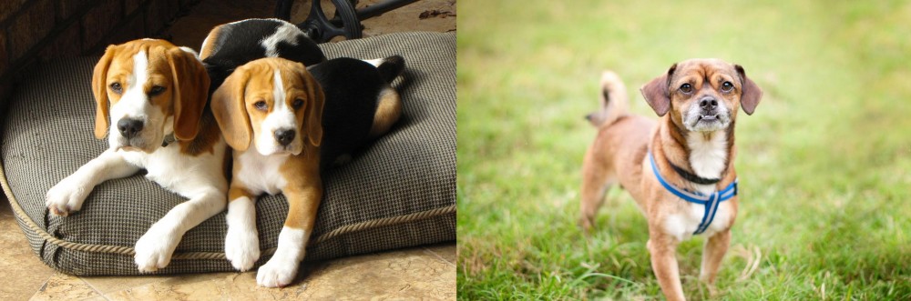 Chug vs Beagle - Breed Comparison