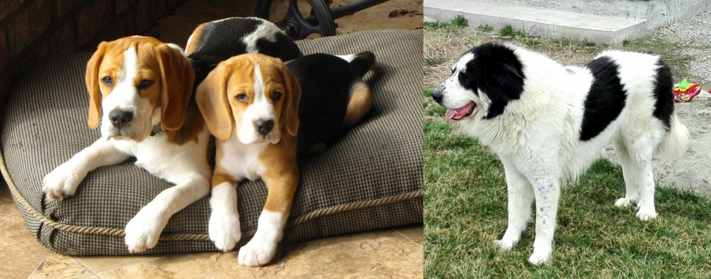 Ciobanesc de Bucovina vs Beagle - Breed Comparison