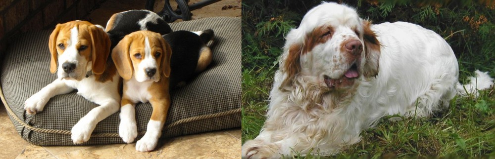 Clumber Spaniel vs Beagle - Breed Comparison