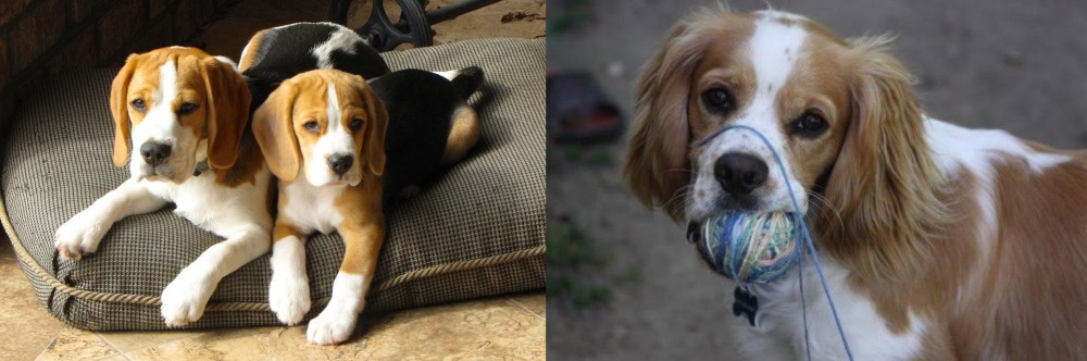 Cockalier vs Beagle - Breed Comparison