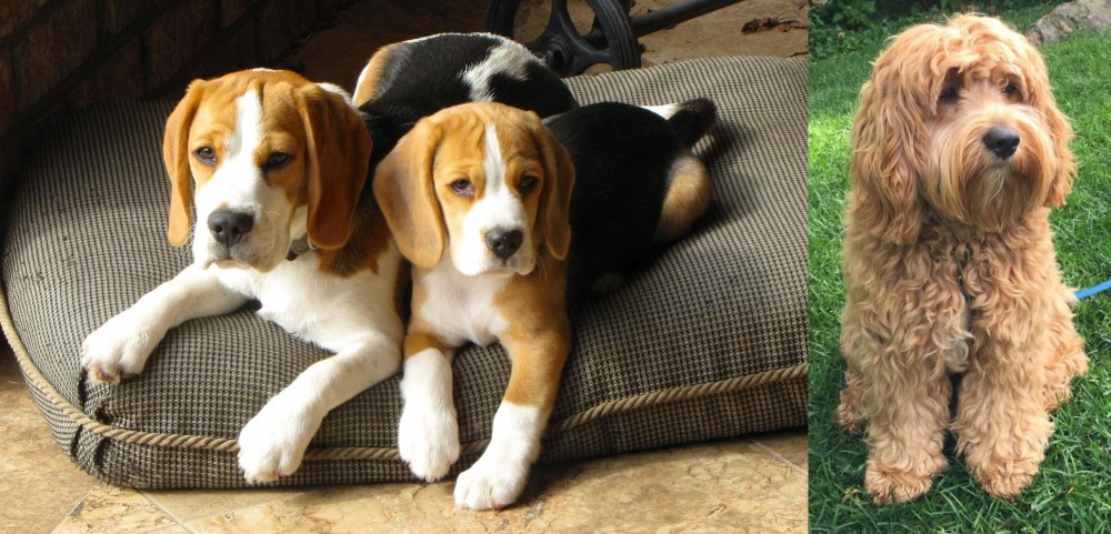 Cockapoo vs Beagle - Breed Comparison