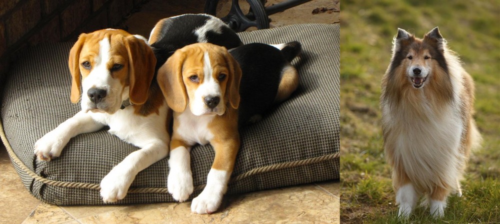 Collie vs Beagle - Breed Comparison