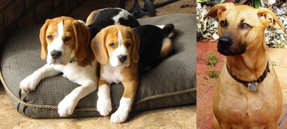 Combai vs Beagle - Breed Comparison