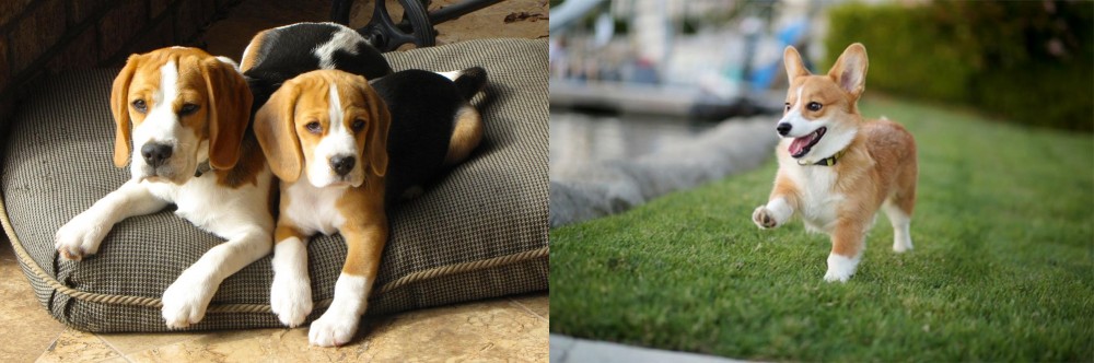 Corgi vs Beagle - Breed Comparison