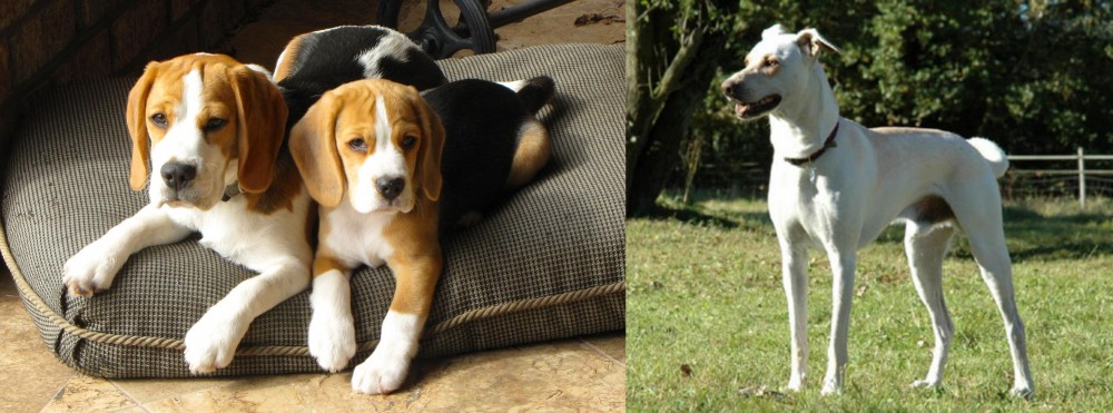 Cretan Hound vs Beagle - Breed Comparison