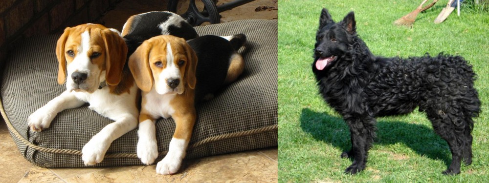 Croatian Sheepdog vs Beagle - Breed Comparison