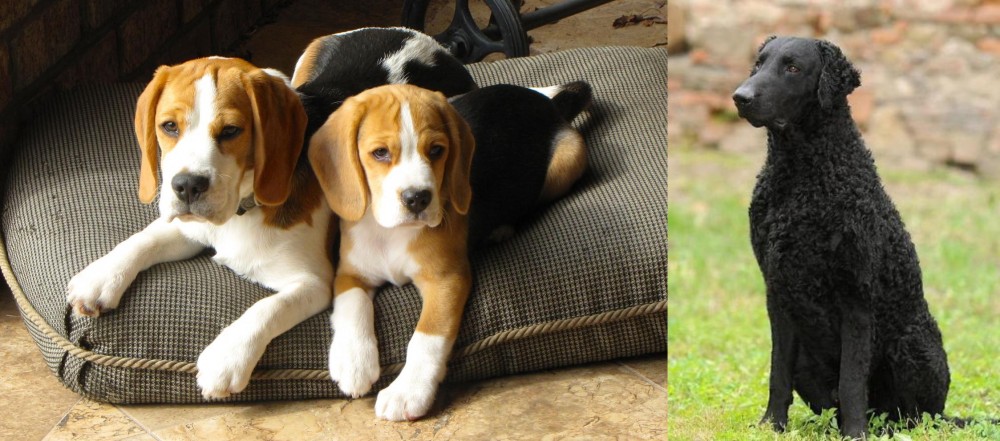 Curly Coated Retriever vs Beagle - Breed Comparison