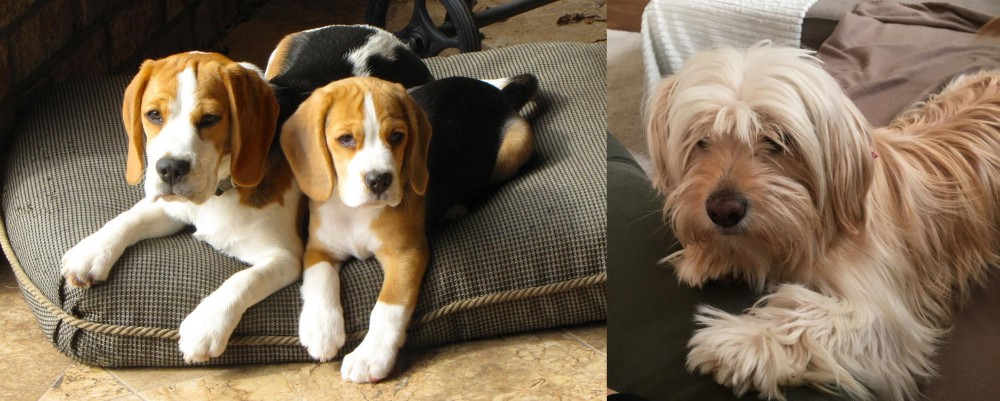 Cyprus Poodle vs Beagle - Breed Comparison