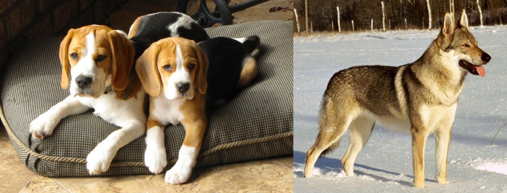 Czechoslovakian Wolfdog vs Beagle - Breed Comparison