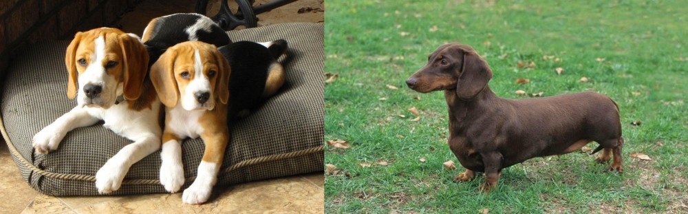 Dachshund vs Beagle - Breed Comparison