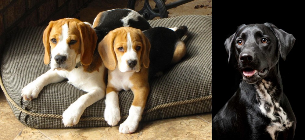 Dalmador vs Beagle - Breed Comparison