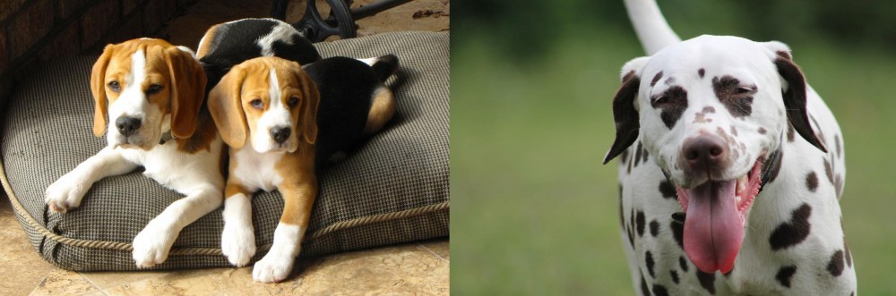 Dalmatian vs Beagle - Breed Comparison