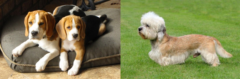 Dandie Dinmont Terrier vs Beagle - Breed Comparison