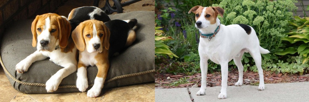 Danish Swedish Farmdog vs Beagle - Breed Comparison